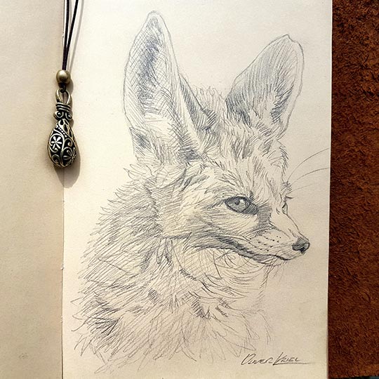 2021.01 - A NEW DAWN: A New Dawn - Fennec Fox