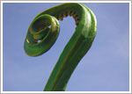 2007.06.30 - Saint-Ursanne: Fern