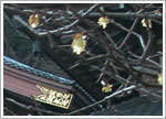 2006.02.24 - Kamakura