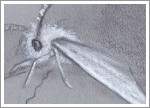 2021.09 - MINIATURES: Night Fairy